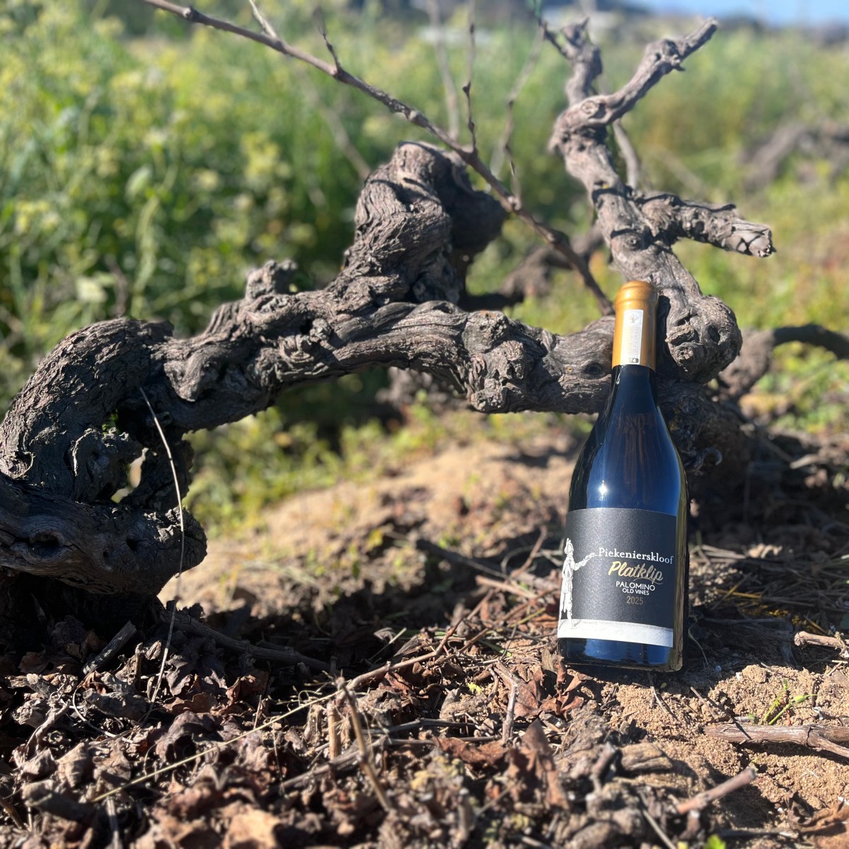PIEKENIERSKLOOF WINES UNVEILS RARE OLD VINES PALOMINO FROM STELLAR 2025&nbsp;VINTAGE